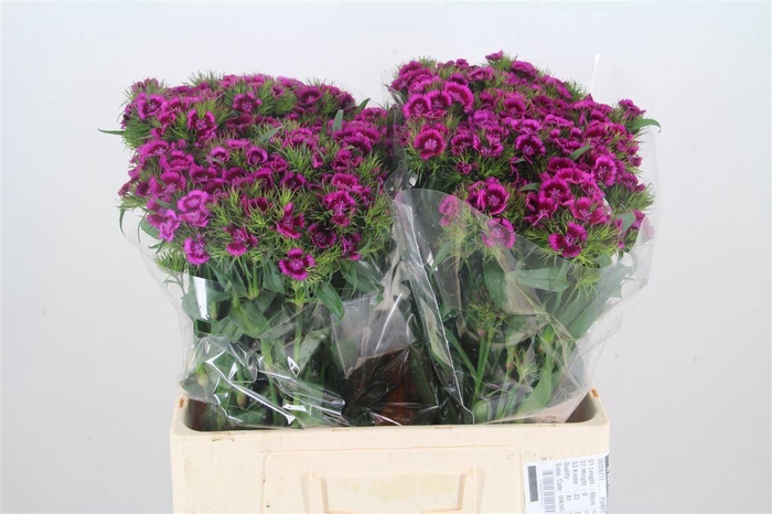 <h4>DI BARB AMAZON NEON PURPLE</h4>