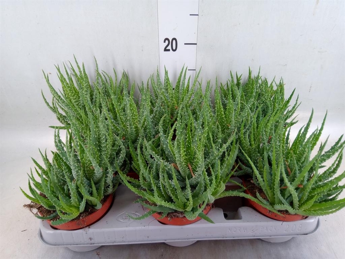<h4>Aloe humilis</h4>