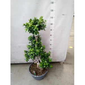 Ficus microcarpa 'Ginseng'