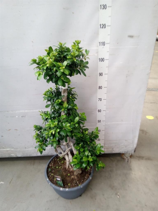 <h4>Ficus microcarpa 'Ginseng'</h4>