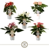 Anthurium Andreanum P9 Topmix