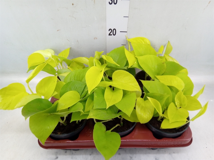 <h4>Epipremnum pinn. 'Golden Pothos'</h4>