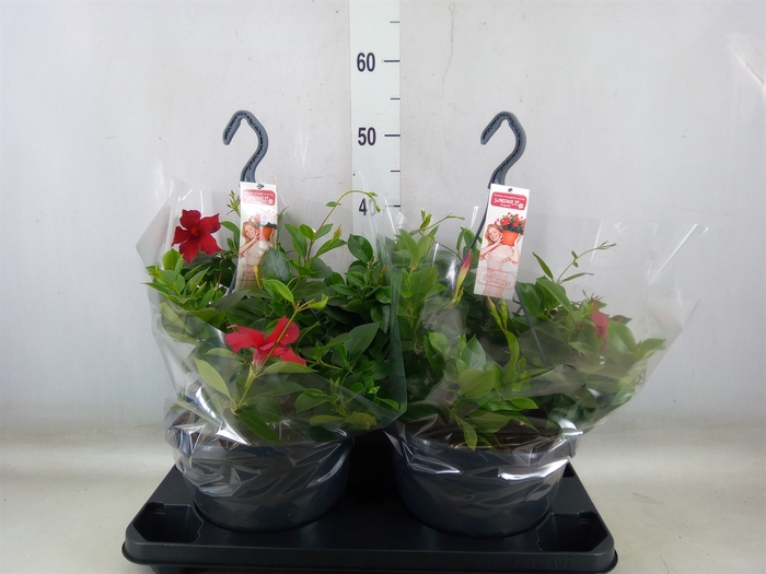 <h4>Mandevilla  'Sundavil Burgundy'</h4>