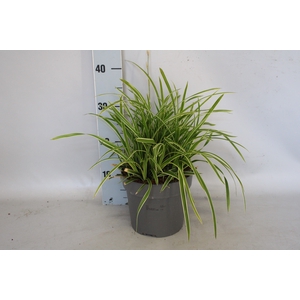 vaste planten 19 cm  Carex Feather Falls