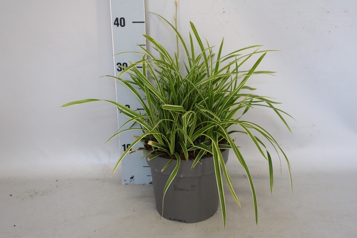 <h4>vaste planten 19 cm  Carex Feather Falls</h4>