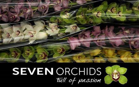 <h4>Cymb Mixed Stems</h4>