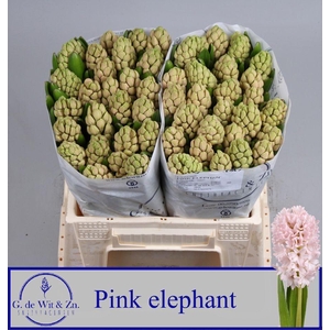 HYAC PINK ELEPHANT