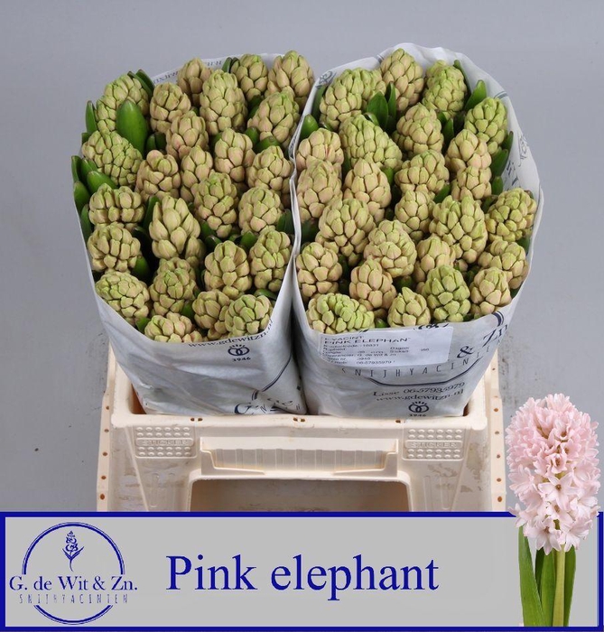 <h4>HYAC PINK ELEPHANT</h4>