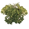 PEPEROMIA SCANDENS C32