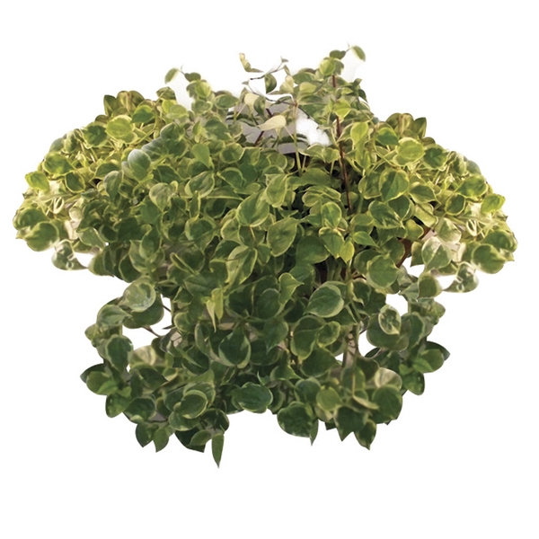 PEPEROMIA SCANDENS C32