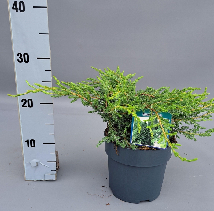 <h4>Juniperus comm. Repanda</h4>