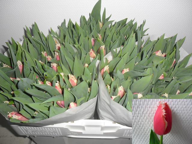 <h4>TU FR NEW SANTA</h4>