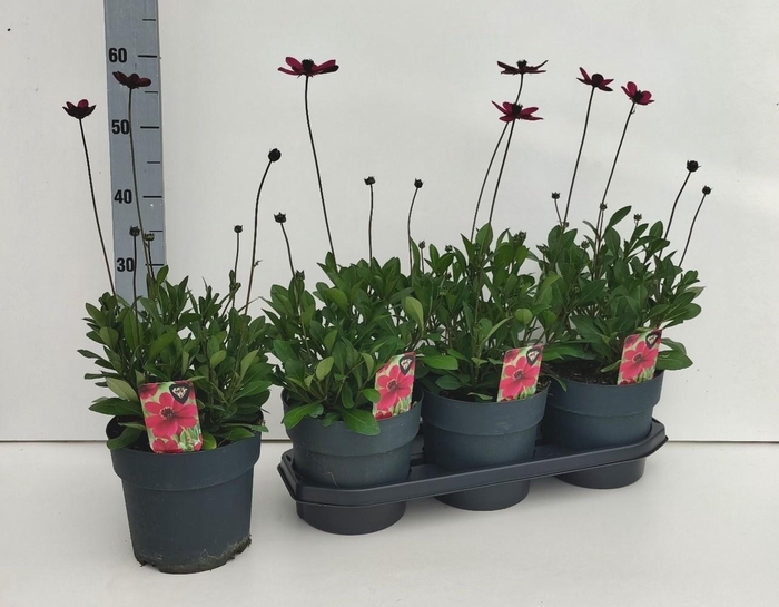 <h4>COSM AT CHER CHOCOLA</h4>