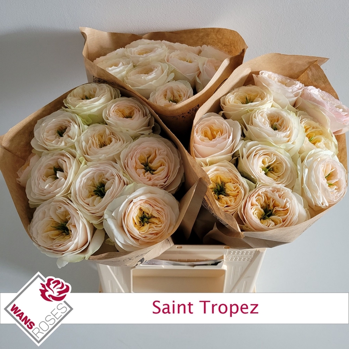 <h4>R GR SAINT TROPEZ</h4>