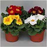 Primula obconica Magenta