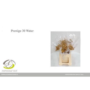Anthurium Prestige
