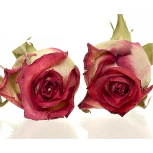 Rose Blush red 4,5-5cm