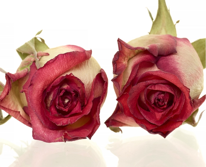 <h4>Rose Blush red 4,5-5cm</h4>