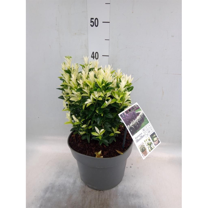 <h4>Euonymus japon. 'Paloma Blanca'</h4>