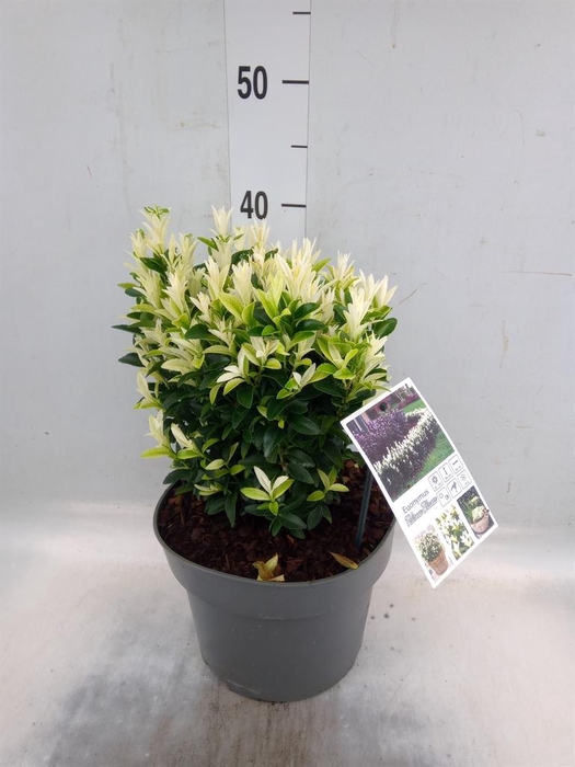 Euonymus japon. 'Paloma Blanca'