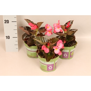 Begonia semp. Dubbel Rose Donkerblad