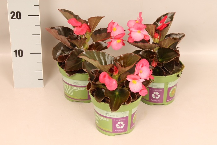 <h4>Begonia semp. Dubbel Rose Donkerblad</h4>