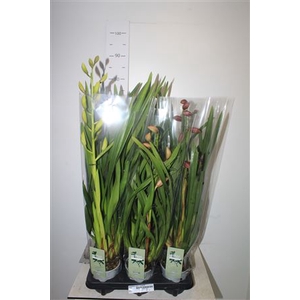 Cymbidium Gem 1 Branche