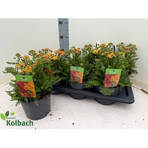 ACHI MILLEFOLIUM