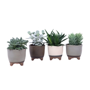 Succulent mix 10,5 cm in Vogezen pot