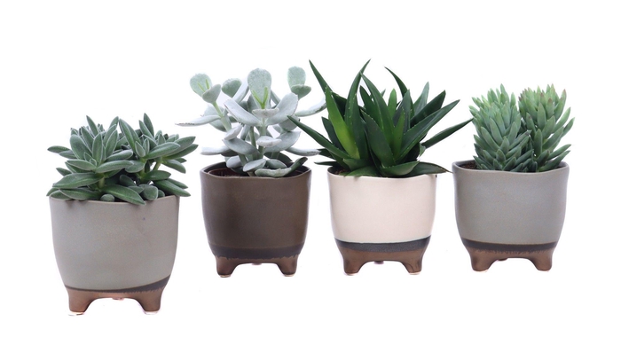 <h4>Succulent mix 10,5 cm in Vogezen pot</h4>