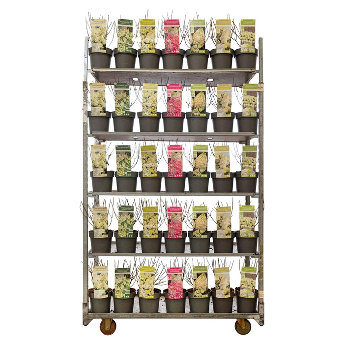 <h4>Hydrangea paniculata</h4>