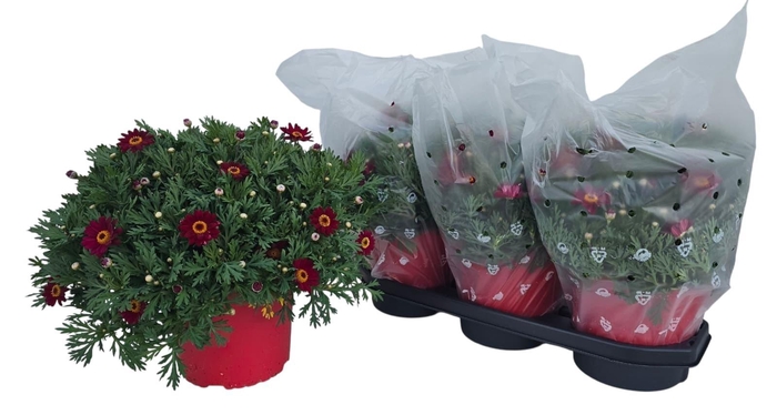 <h4>ARG GIUDITTA</h4>