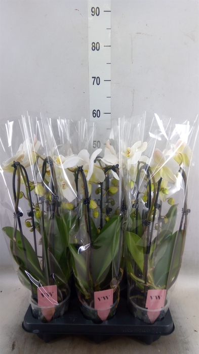 <h4>Phalaenopsis  'Elegant Cascade'</h4>