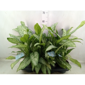 Aglaonema comm. 'Silver Queen'