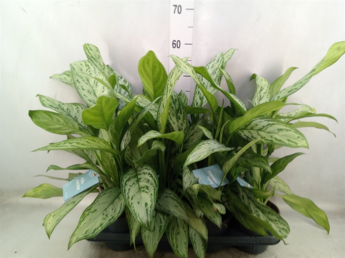 Aglaonema comm. 'Silver Queen'