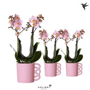 Kolibri Orchids Phalaenopsis pink 2 spike in Happy Mug pot pink