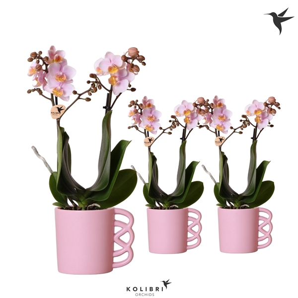 <h4>Kolibri Orchids Phalaenopsis pink 2 spike in Happy Mug pot pink</h4>