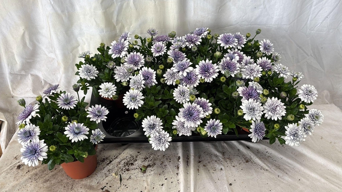 <h4>OSTEO 3D GEMENGD</h4>