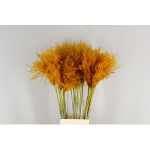 DF Miscanthus 90cm Apricot