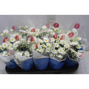 CRISANTEMO MINI P11 BRANCO