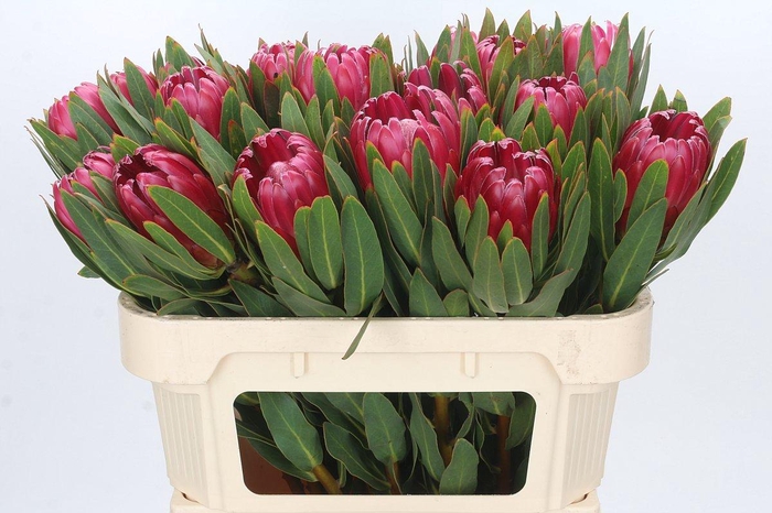 <h4>Protea Brenda</h4>