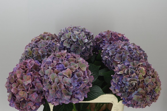 <h4>Hyd Rodeo Purple Classic</h4>
