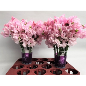 LATHYR PARFUM P PINK