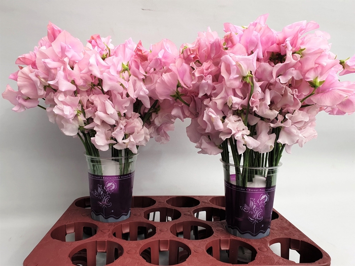 Lathyr Parfum P Pink