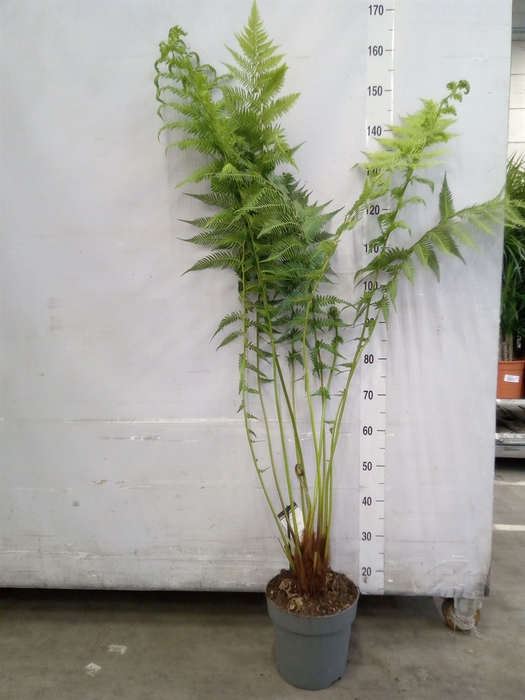 <h4>Dicksonia antarctica</h4>