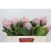 Protea Cynaroides