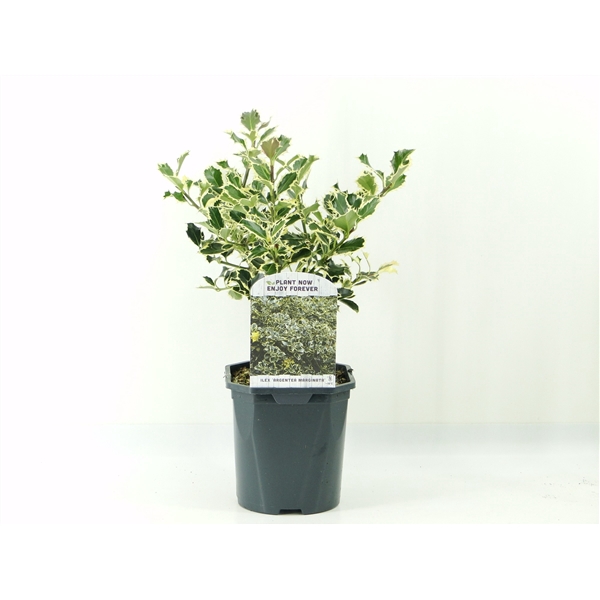 <h4>Ilex aq. Argentea marginata</h4>