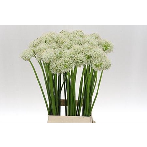 ALLIUM MOUNT EVEREST 80