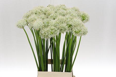 <h4>ALLIUM MOUNT EVEREST 80</h4>