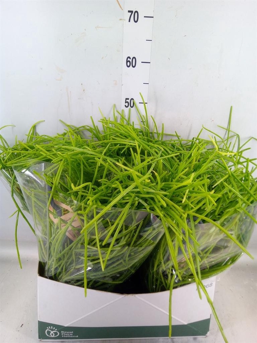 <h4>Rhipsalis   ...</h4>